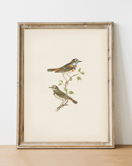 "birds" vintage art print // 8x10